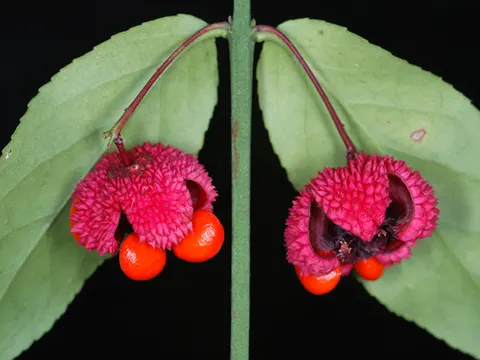 Strawberry Bush