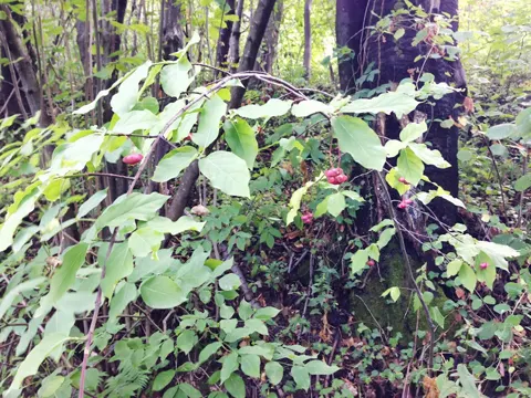 Spindle Tree