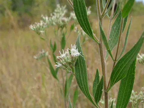 tall thoroughwort