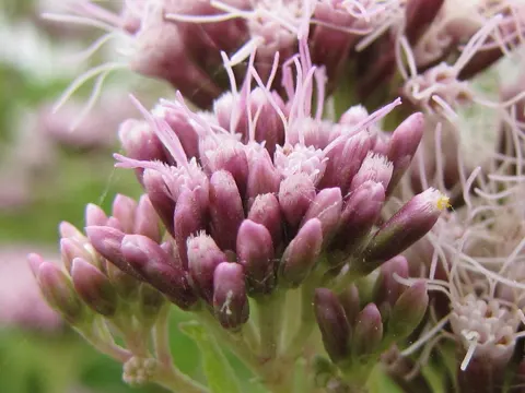 Hemp Agrimony