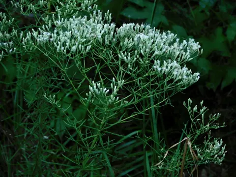Hyssop-leaved Boneset