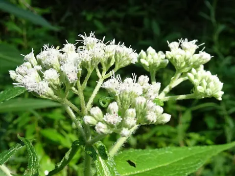 Boneset