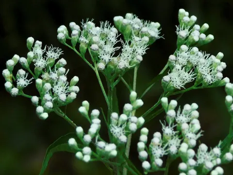 Late Boneset