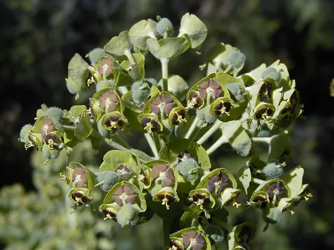 Char's Spurge