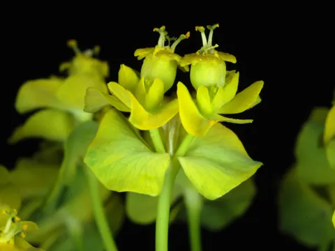 Cypress Spurge