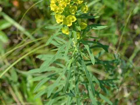 Leafy Spurge