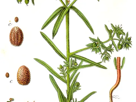 Dwarf Spurge