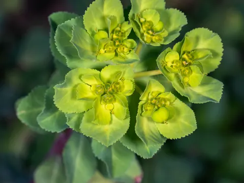 Sonnwendige Wolfsmilch