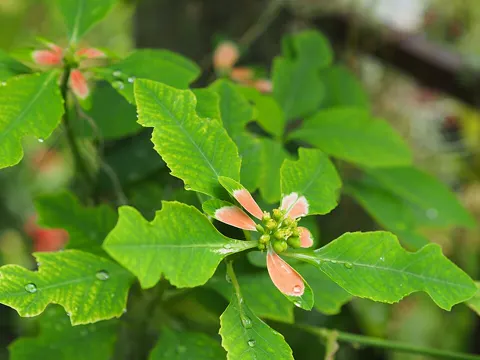 Painted Spurge
