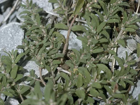Prostrate Spurge