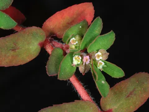 Milk Purslane