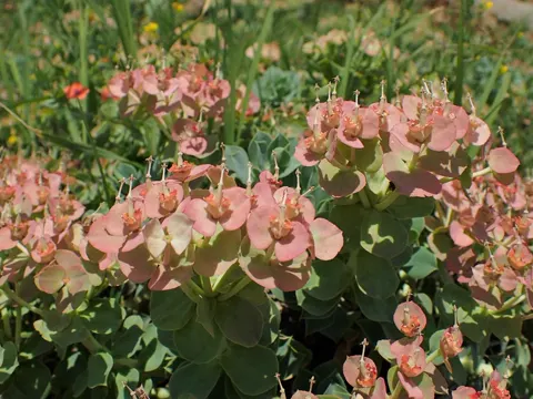 Myrtle Spurge