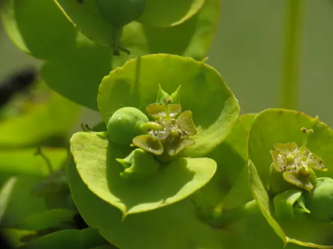 Nicaea Spurge