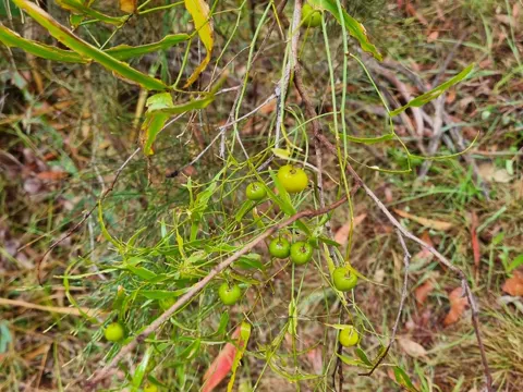 Wombat Berry