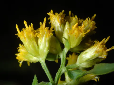 Common Goldentop