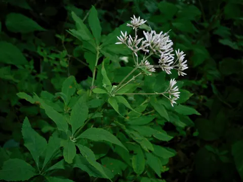 Purple Joe-Pye-weed