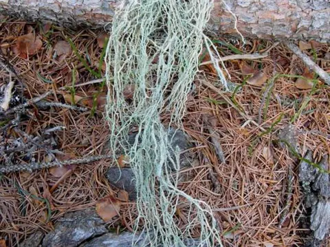 Oakmoss