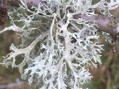Oakmoss Lichen