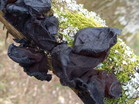 Witches' Butter