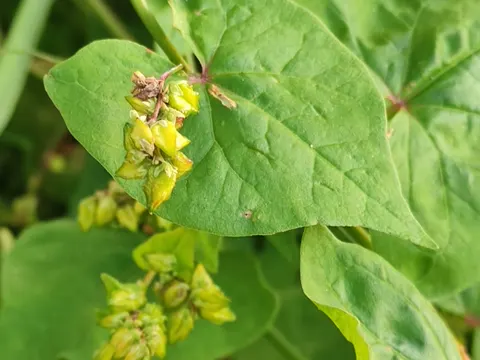 Green Buckwheat