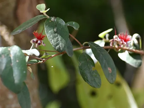 Feijoa
