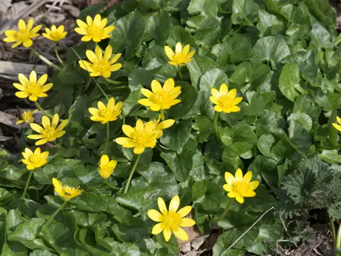 Lesser Celandine