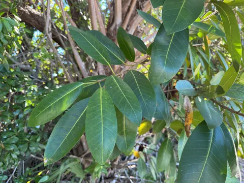 Golden Fig