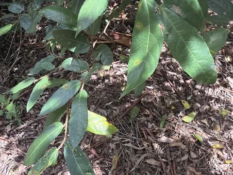 Crowned Fig