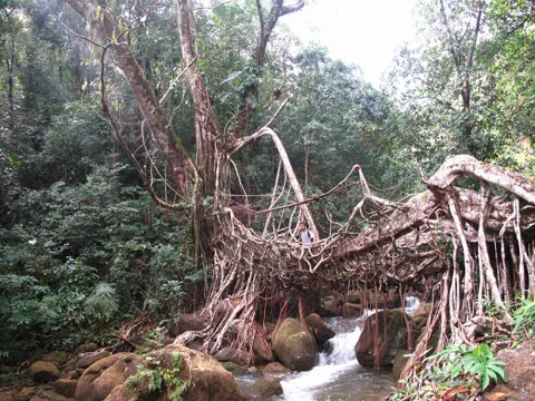 Karet-tree