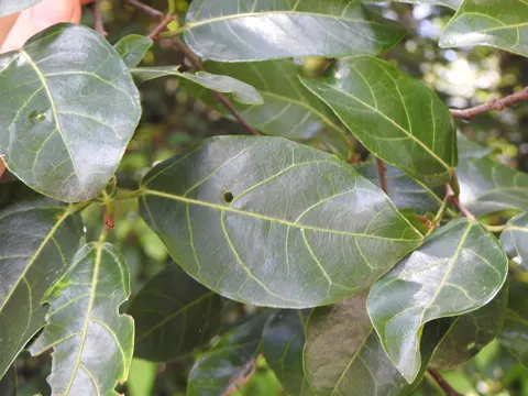 Ficus fraseri