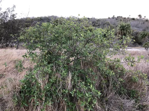 Figwood