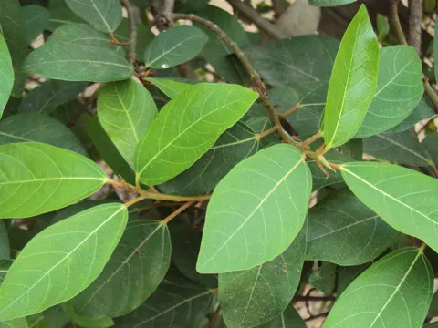 Clustertree