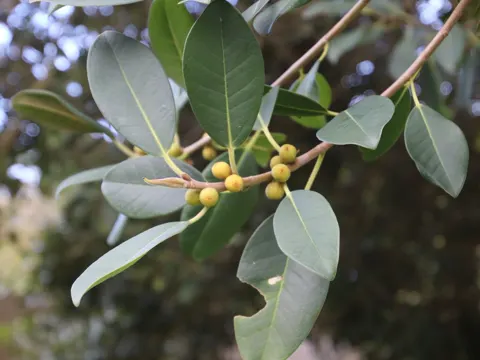 Port Jackson Fig