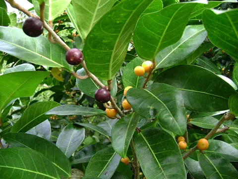 Mulberry Fig