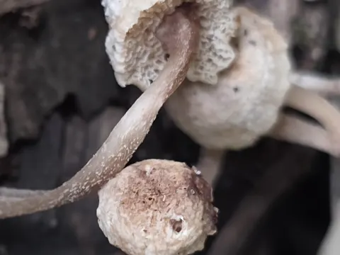 Filoboletus manipularis