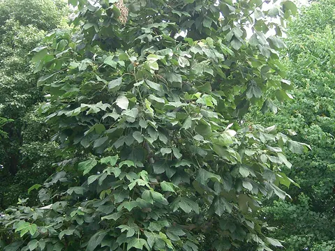 Chinese Parasol Tree