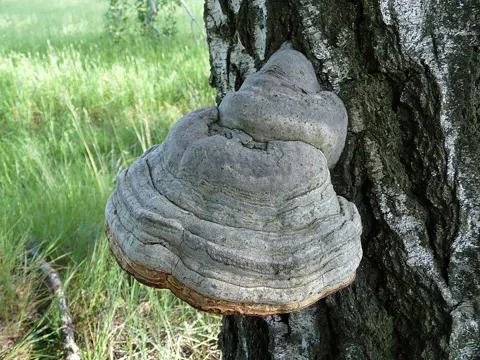 Tinder Fungus