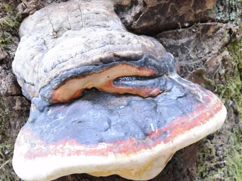 Dryad's Saddle