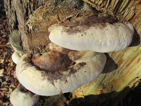 Yellow Polypore