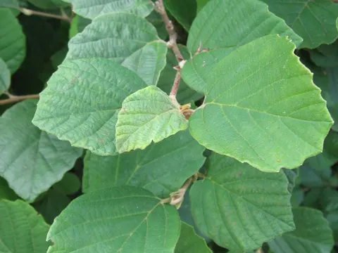 Dwarf Witch-alder