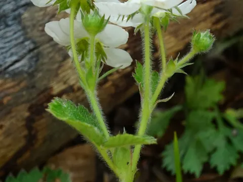 Musk Strawberry