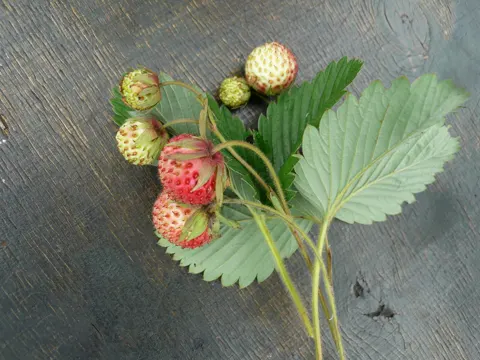 Green Strawberry