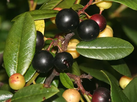 California Buckthorn