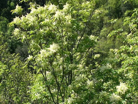 Manna Ash