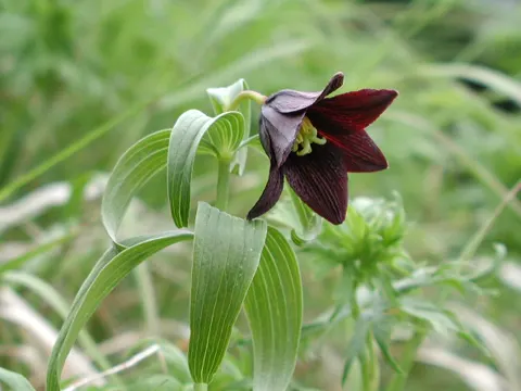 Kamchatka Fritillary
