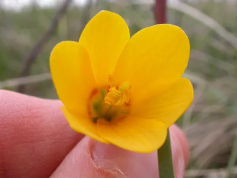 Fritillaria pudica