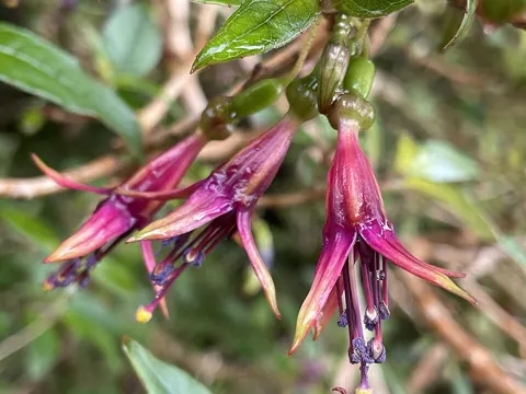 Tree Fuchsia