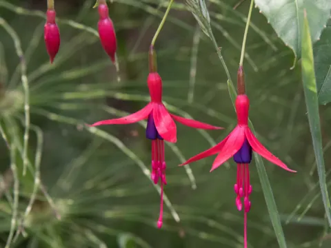 hardy fuchsia