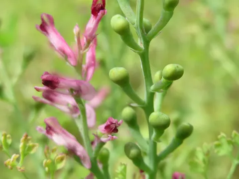 Common Fumitory