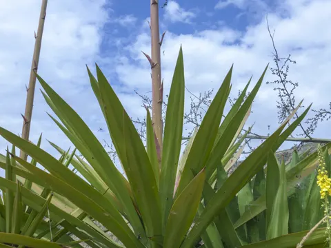 Mauritius Hemp
